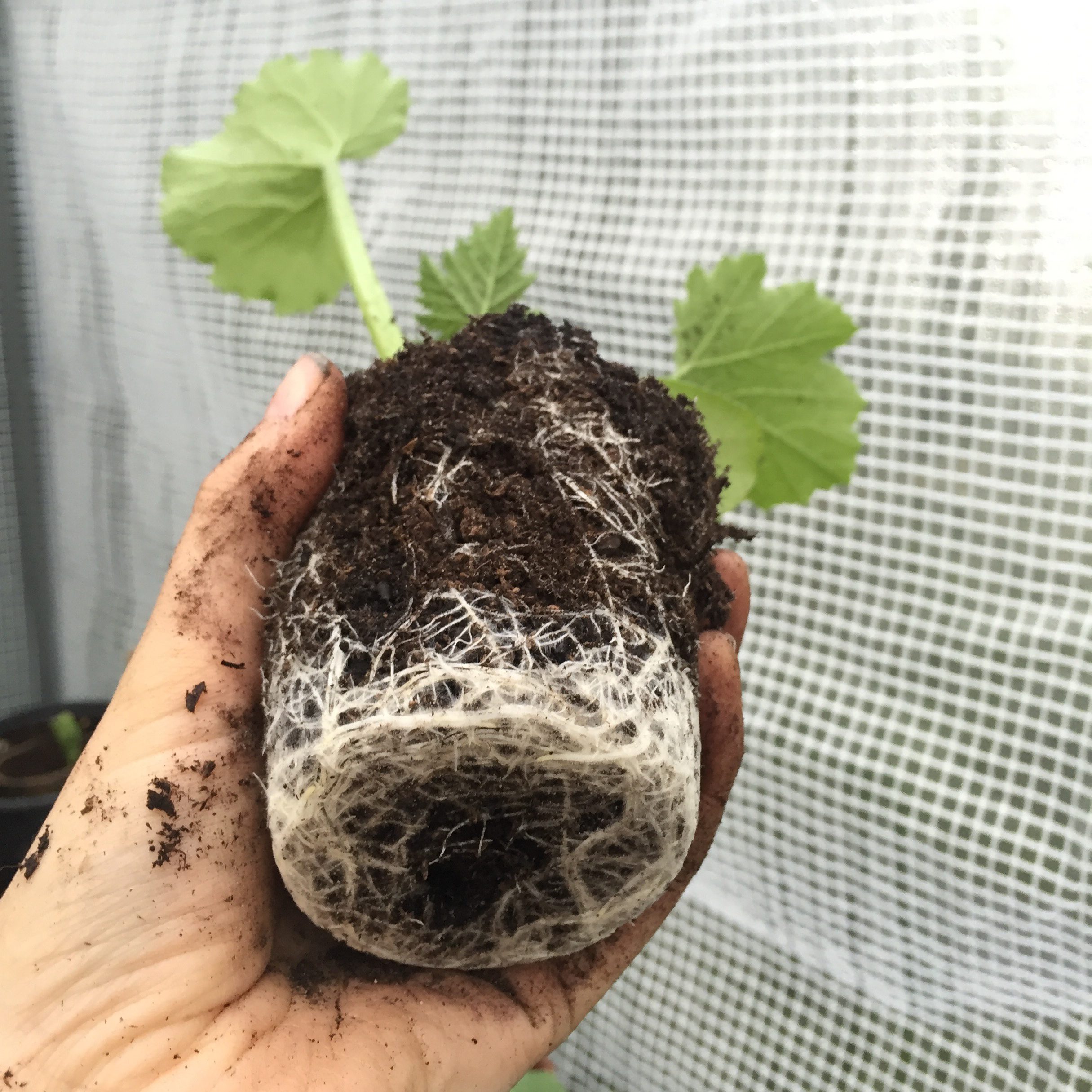 Courgette roots