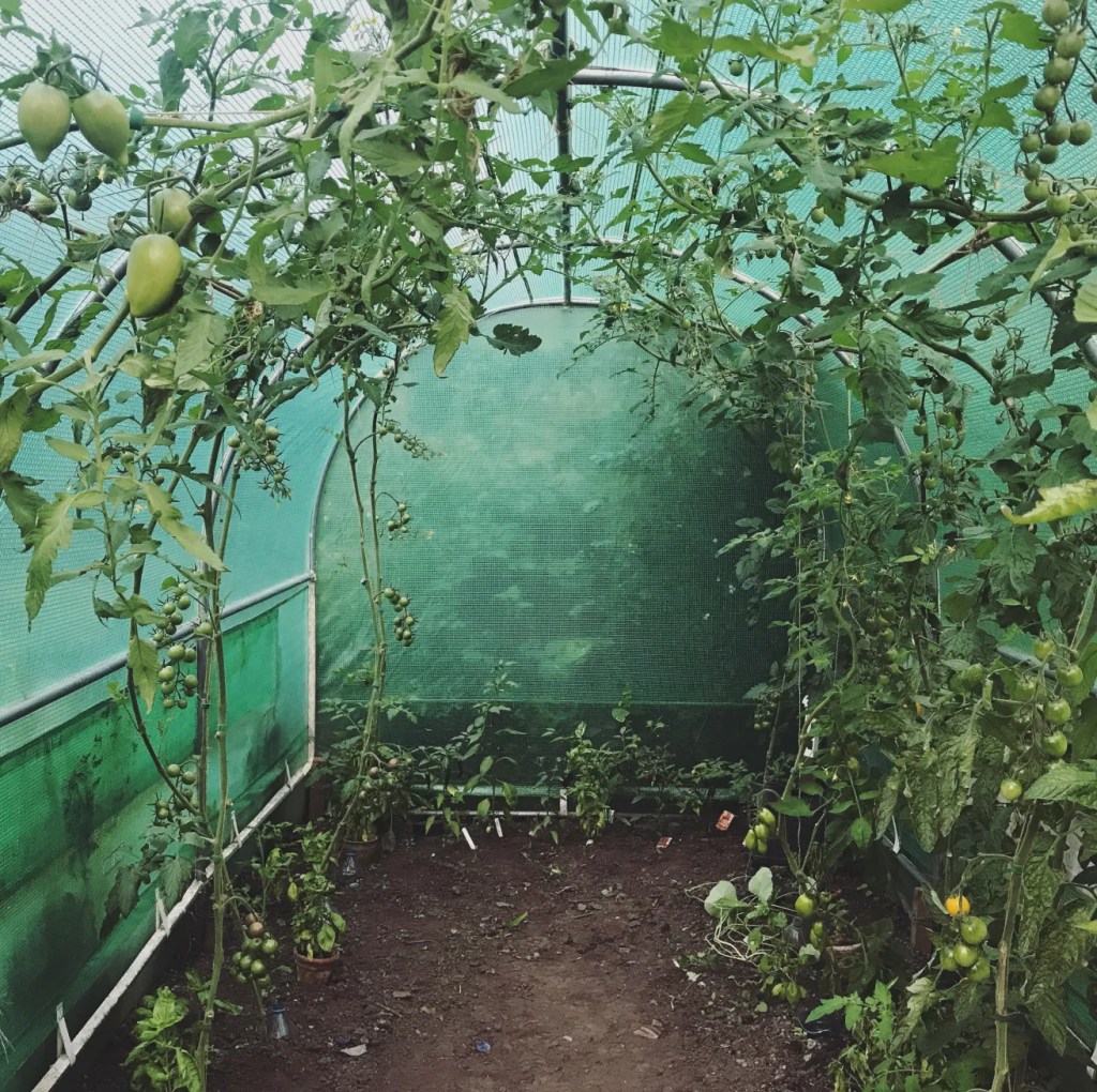 September Polytunnel Video&nbsp;Tour