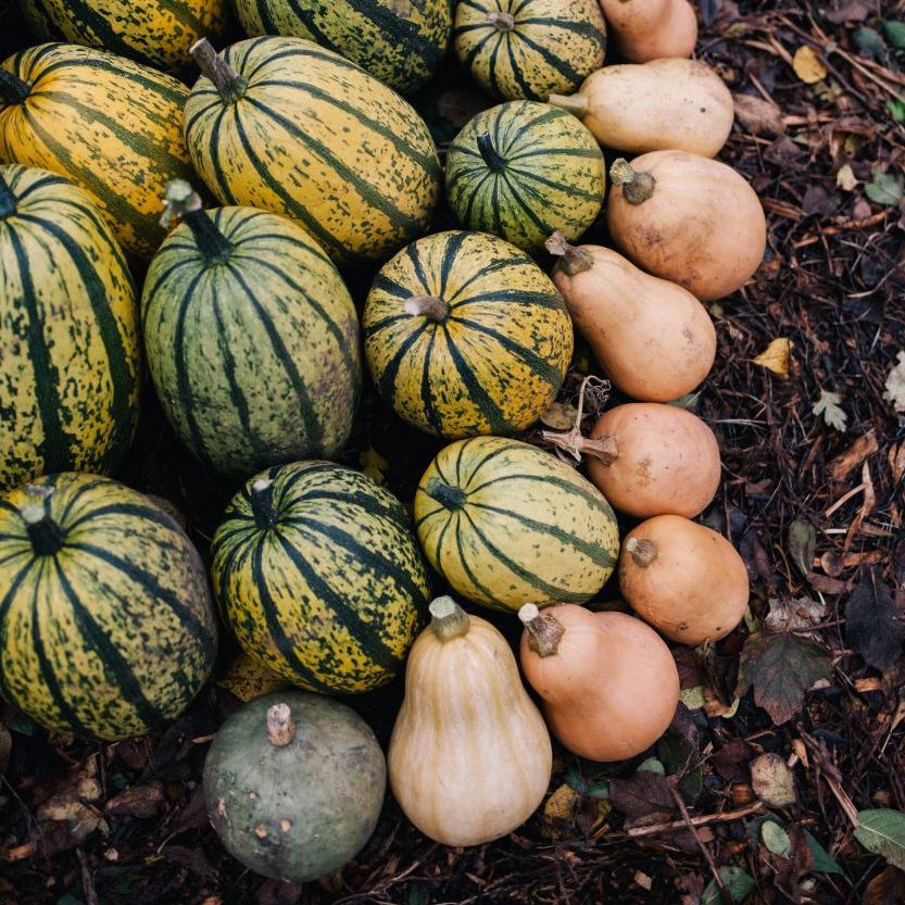 Squash Harvest
