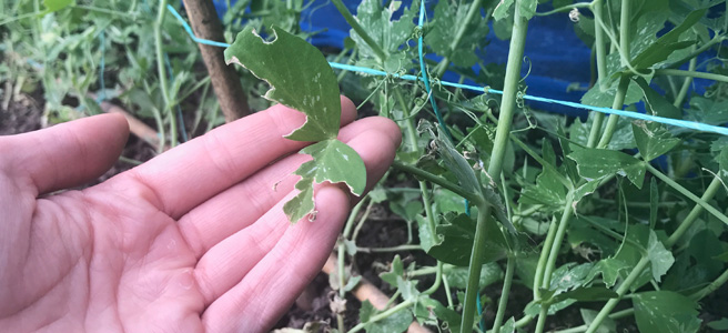 TOP 4 Failures of&nbsp;2017