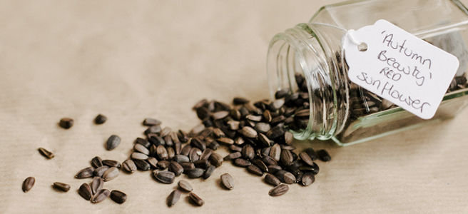 5 Reasons Why You Should Save Your&nbsp;Seed