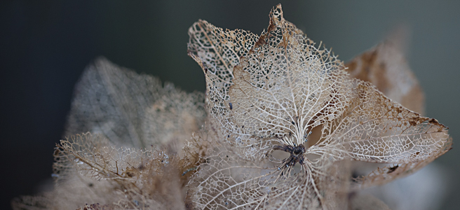 Allotment Jobs for&nbsp;Winter