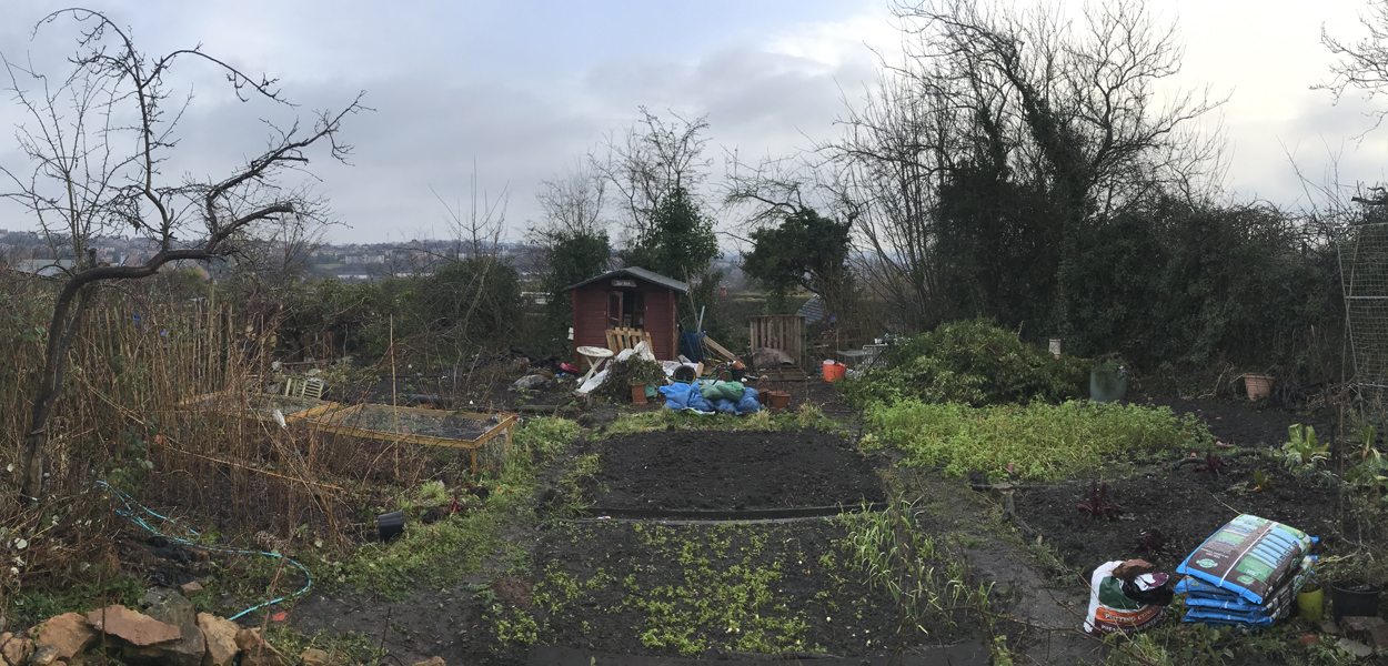 Panoramic view of Katrina's allotment, taken in January 2018
