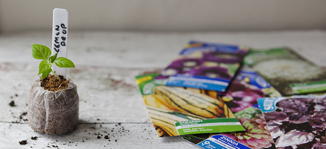 TOP 10 Seed Choices with&nbsp;Suttons