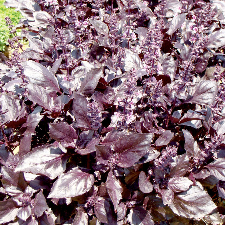 TOP 10 Seed Choices with Suttons – Homegrown Garden