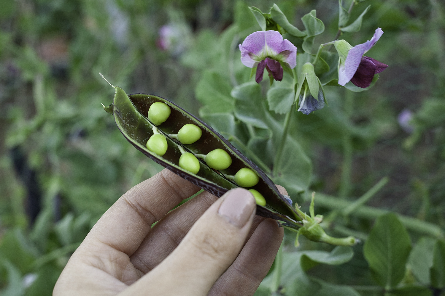 180627-krh-4815 poddedpea