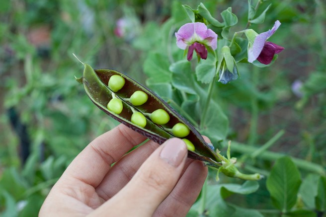 180627-krh-4815 poddedpea