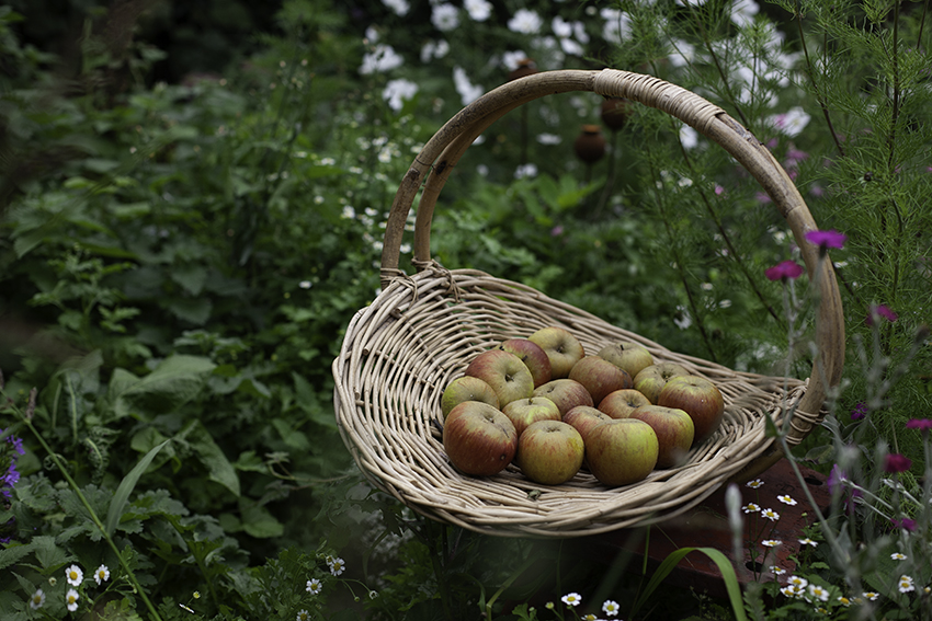 Homegrown Egremont Russet apples on the allotment in a basket.